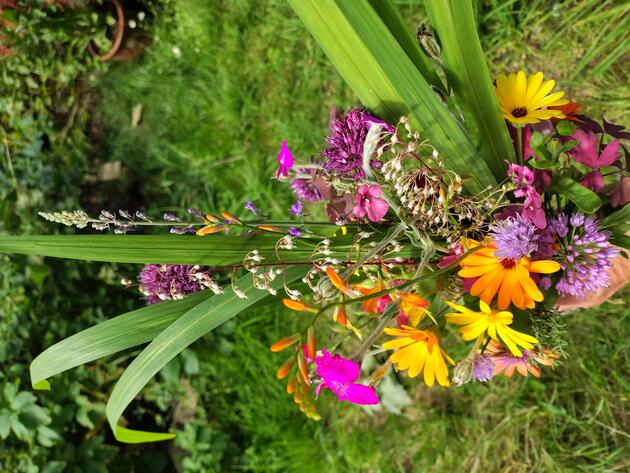 A hand holding a mixed bunch of flowers picked from my garden